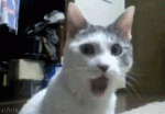 omg_cat.gif