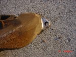 DSC00430.JPG DSC00430.JPG