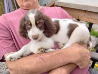 Dottie 1.jpg