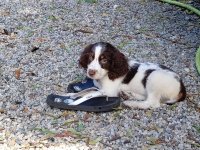 Dottie 2.jpg