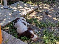 Dottie 3.jpg