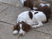 dottie 5.jpg
