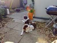dottie 6.jpg