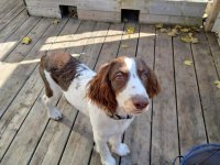 dottie 7.jpg