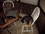 Gregs kitty 1.jpg