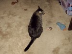 Gregs kitty 4.jpg