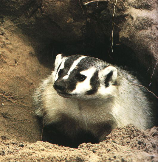 Badger.jpg