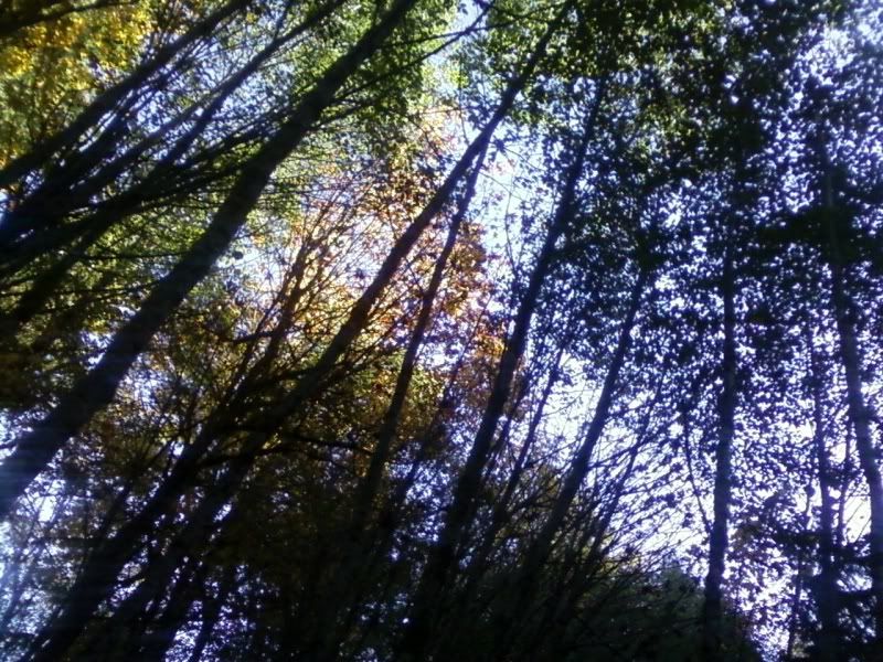 Trees1.jpg